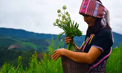 Haw wau, a local spice of the Pgaz K'nyau (Karen) people. Mae Yod community, Mae Chaem district, Chiang Mai, Thailand.